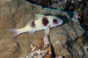 Doublebar Goatfish