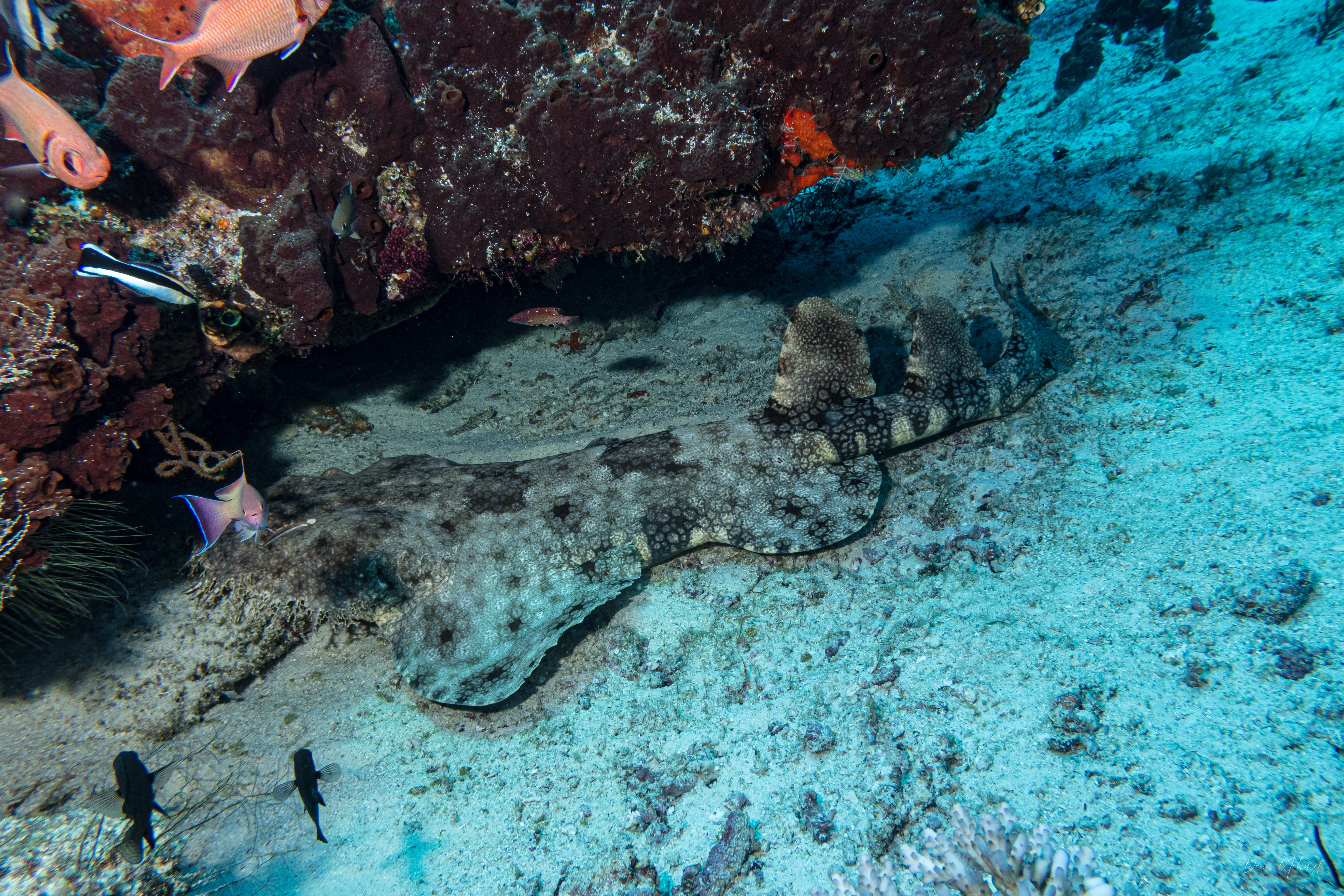 Tasselled Wobbegong