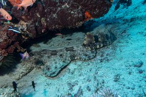 Tasselled Wobbegong