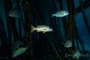 Onespot Snapper