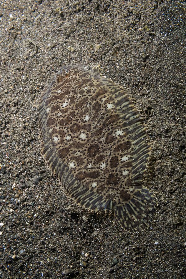 Darkspotted Sole - Photo 2