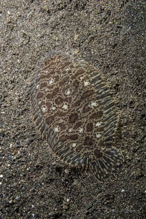 Darkspotted Sole
