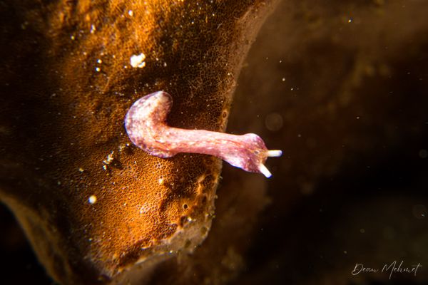 Pseudoceros goslineri