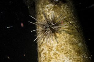 Banded Sea Urchin