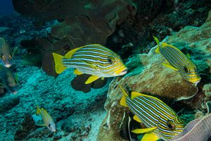 Ribbon Sweetlips