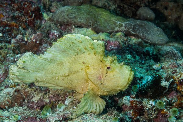 Leaf Scorpionfish - Pemuteran - 4 October 2026 - Dive 2 - Bio-Wreck