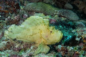 Leaf Scorpionfish