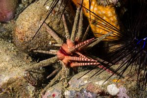Prionocidaris baculosa