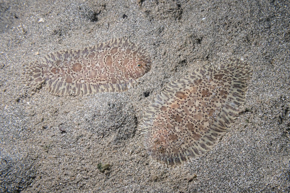 Darkspotted Sole hero image