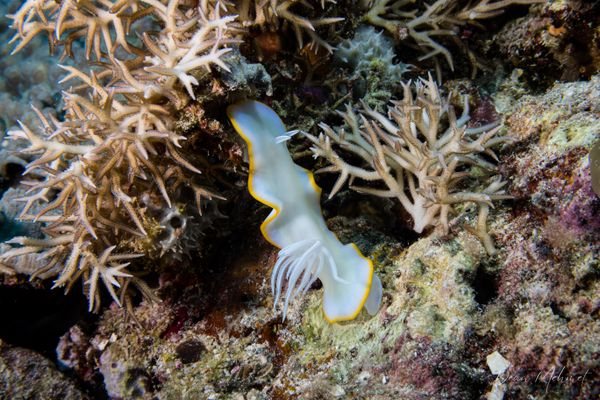 Ardeadoris egretta
