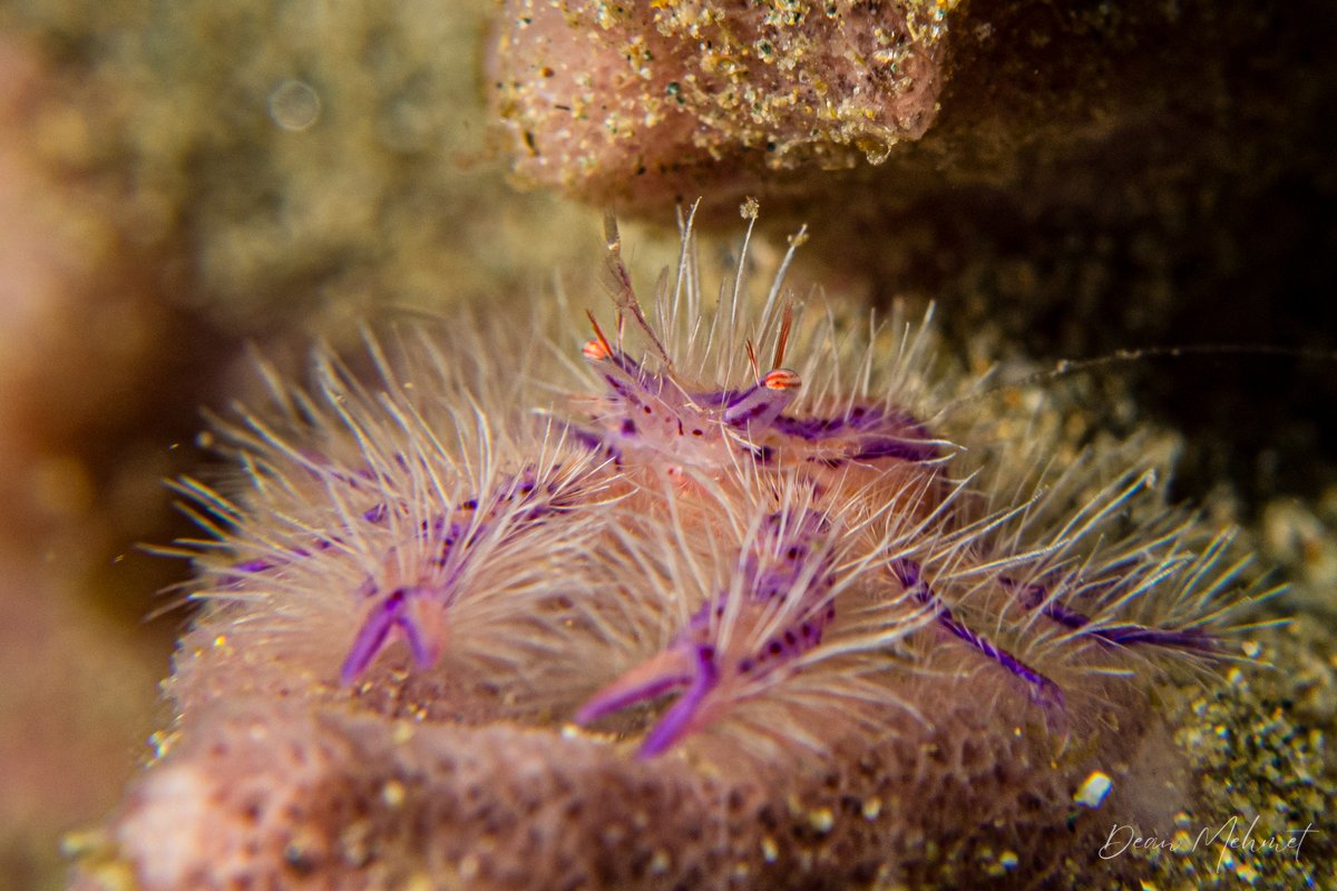 Hairy Squat Lobster hero image