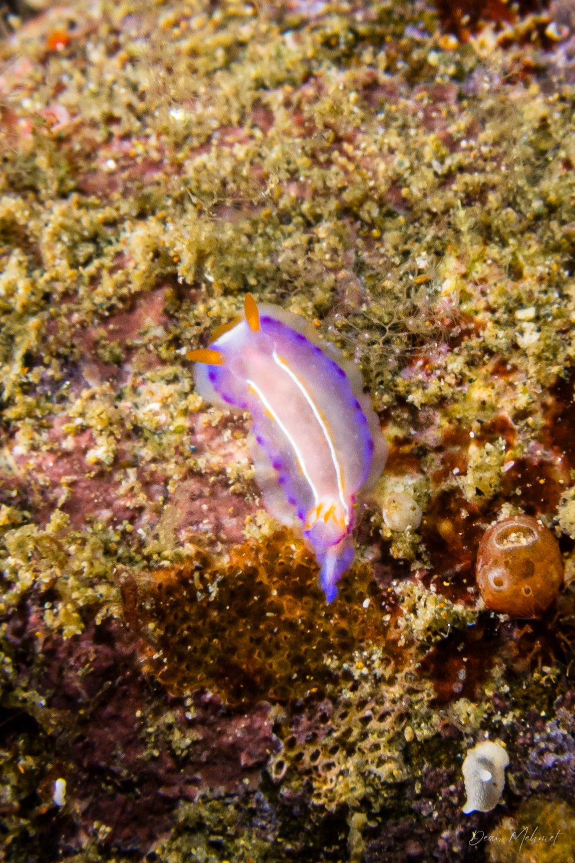Flowering Thorunna hero image