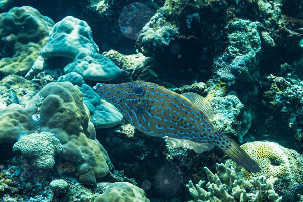 Scrawled Filefish