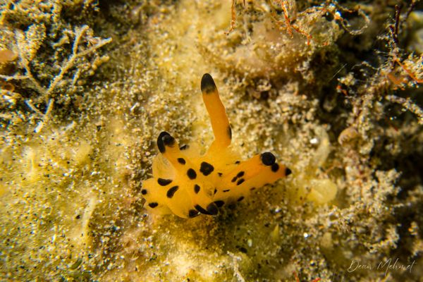 Thecacera pikachu - Ambon - 15 September 2026 - Dive 1 - Air Manis