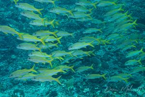 Goldstripe Goatfish