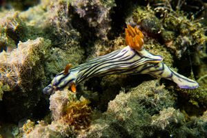 Zephyr Hypselodoris