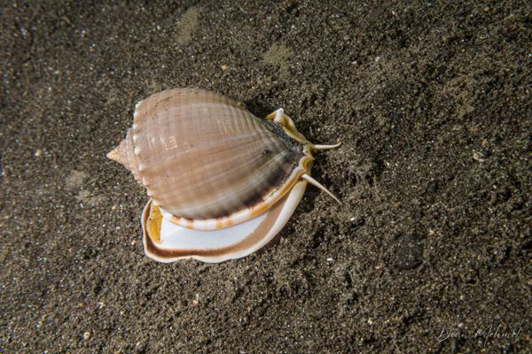 Grey Bonnet Snail