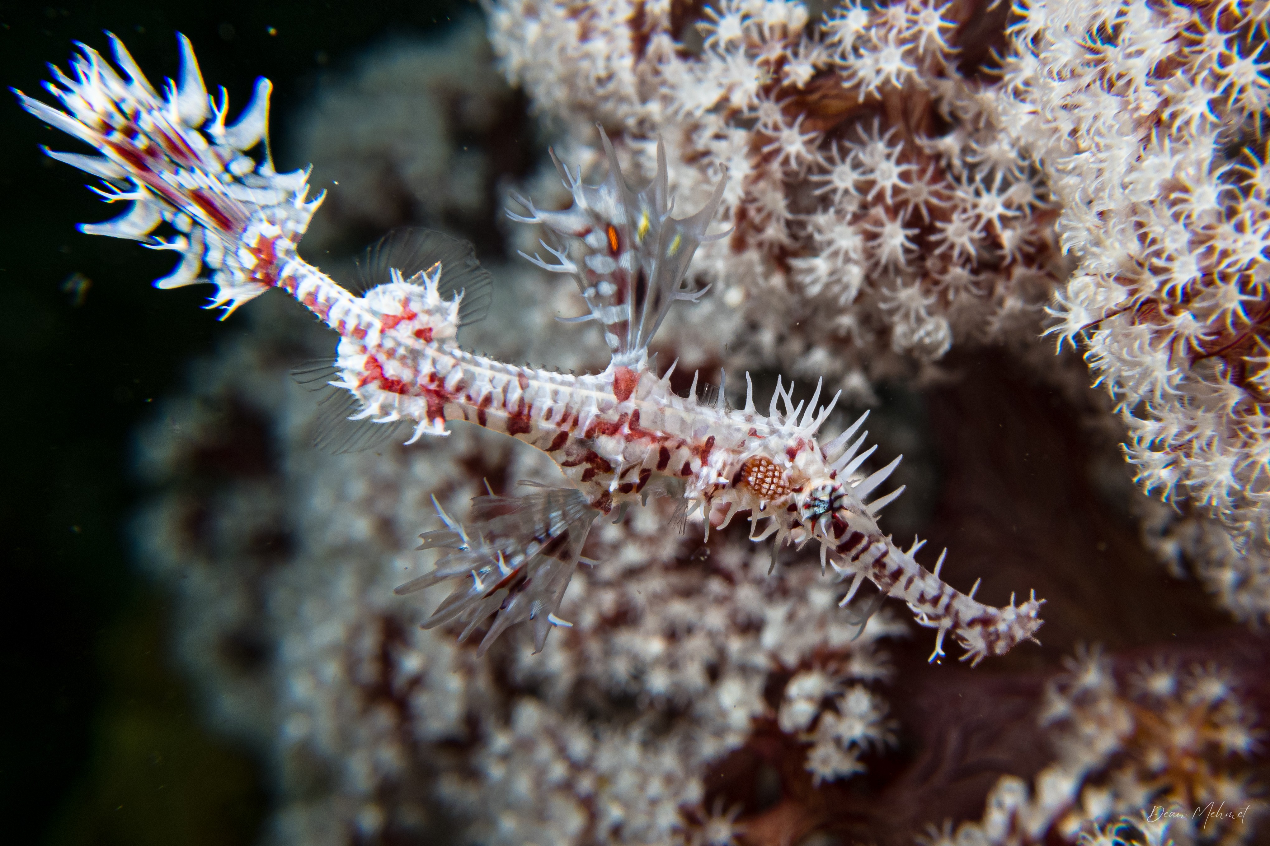 Ornate Ghostpipefish