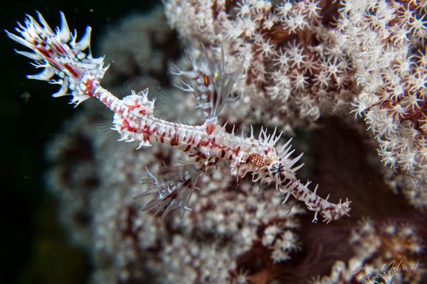 Ornate Ghostpipefish - Ambon - 15 September 2026 - Dive 1 - Air Manis
