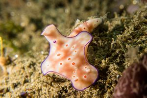 Three-lobed T-bar Nudibranch