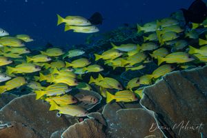Bluestriped Snapper