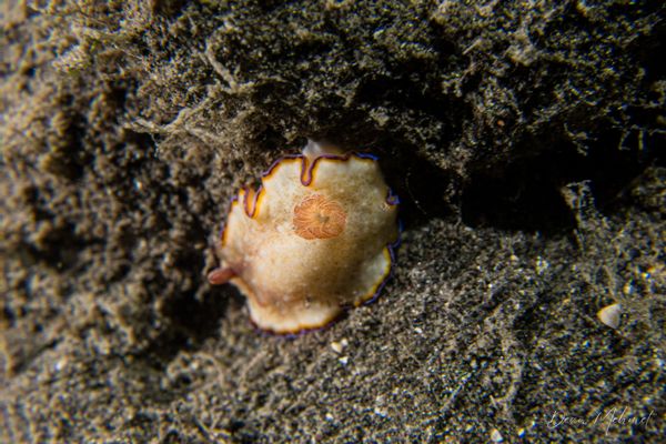 Macro Jetty encounter 15