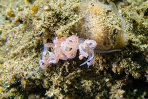Poindimie's Phyllodesmium