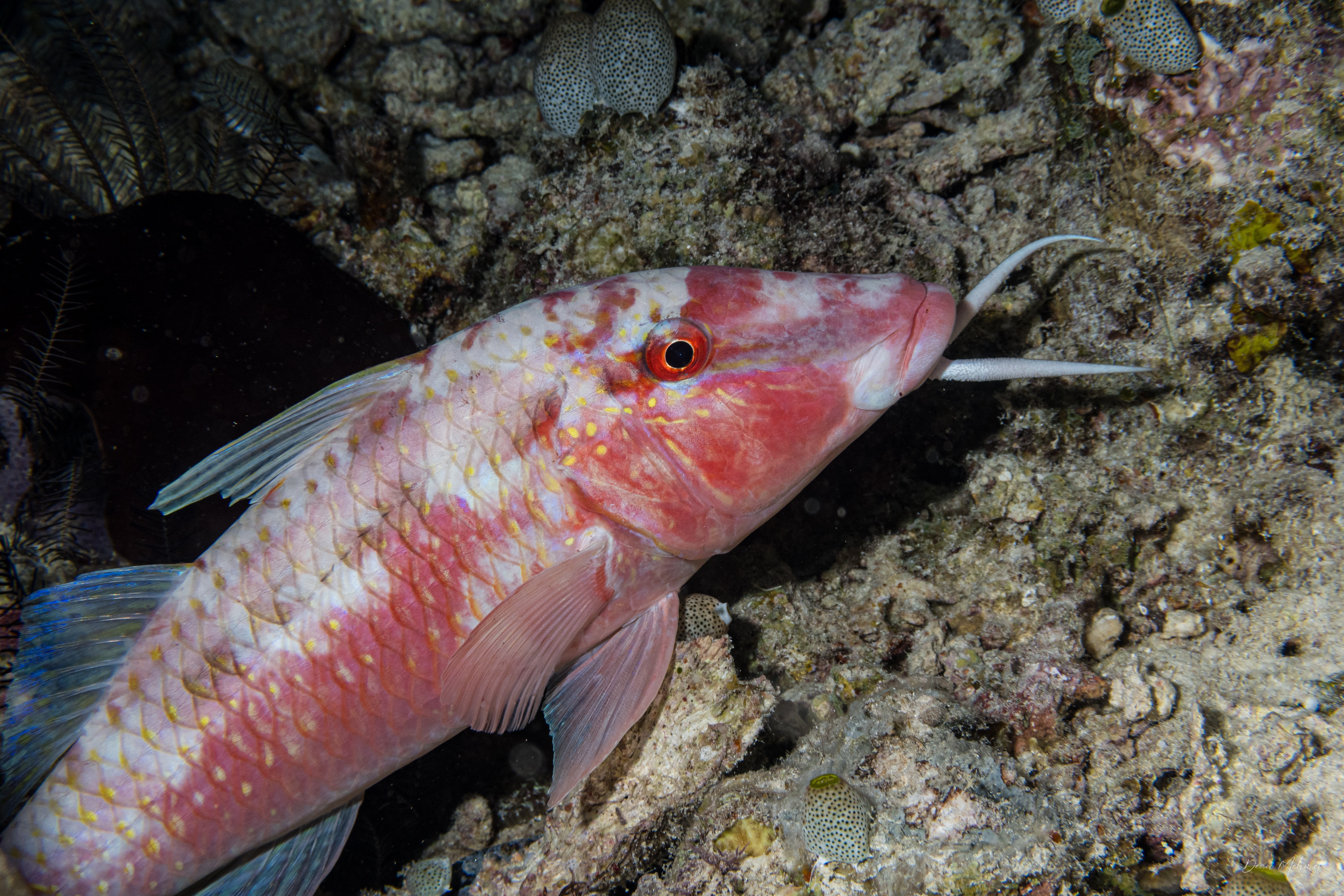 Dot-and-dash Goatfish
