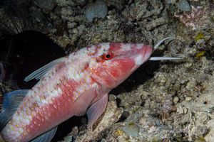 Goatfish representative species