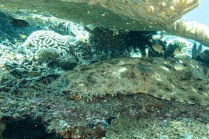 Tasselled Wobbegong