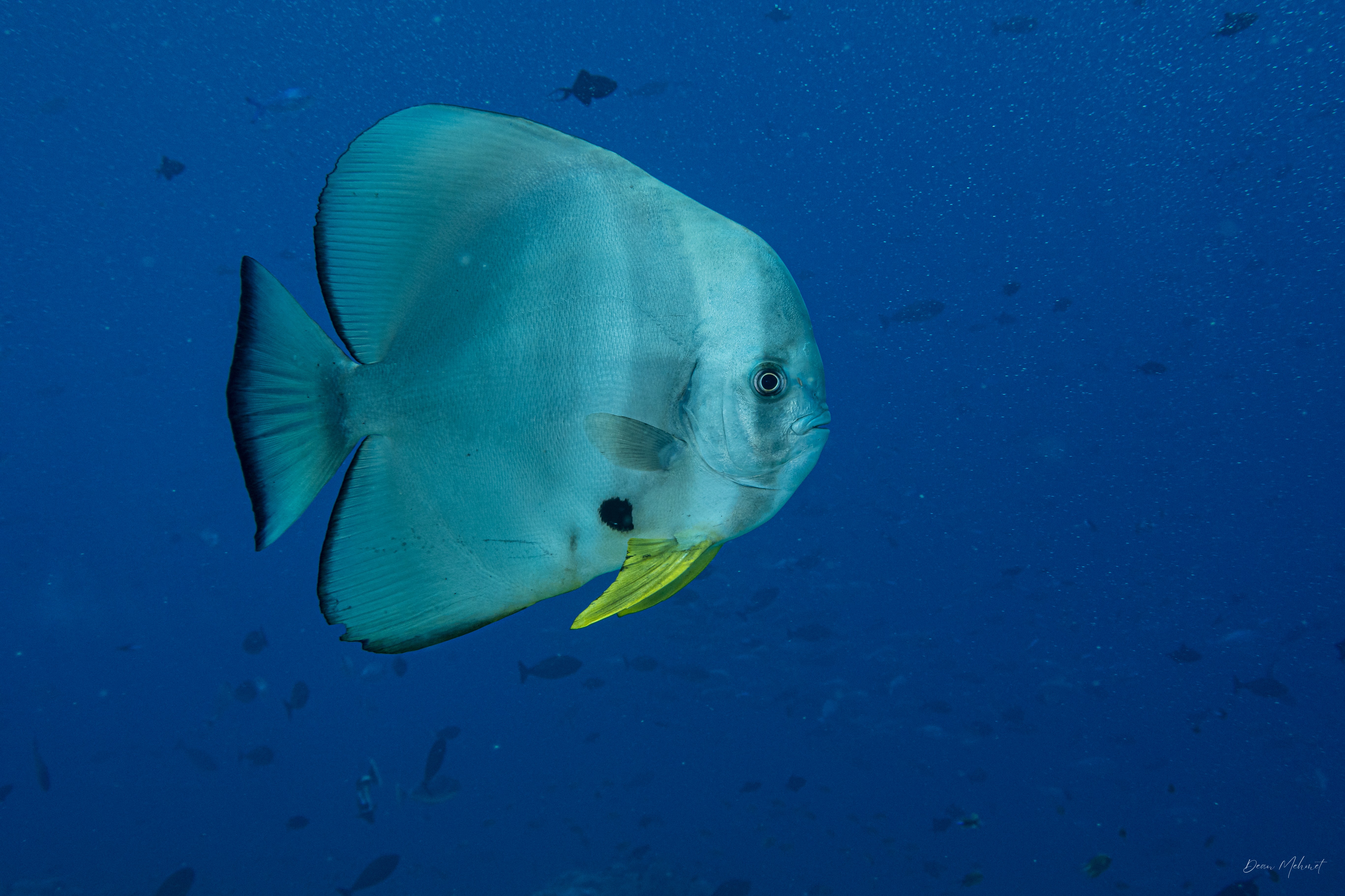 Longfin Batfish