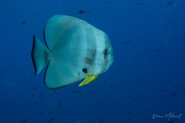 Longfin Batfish