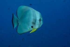 Longfin Batfish