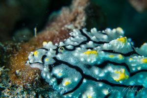 Elegant Phyllidia