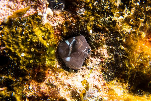 Manta Sandy encounter 6