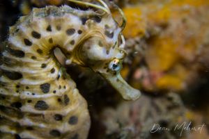 Bigbelly Seahorse