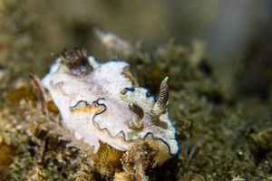 Black-margined Nudibranch