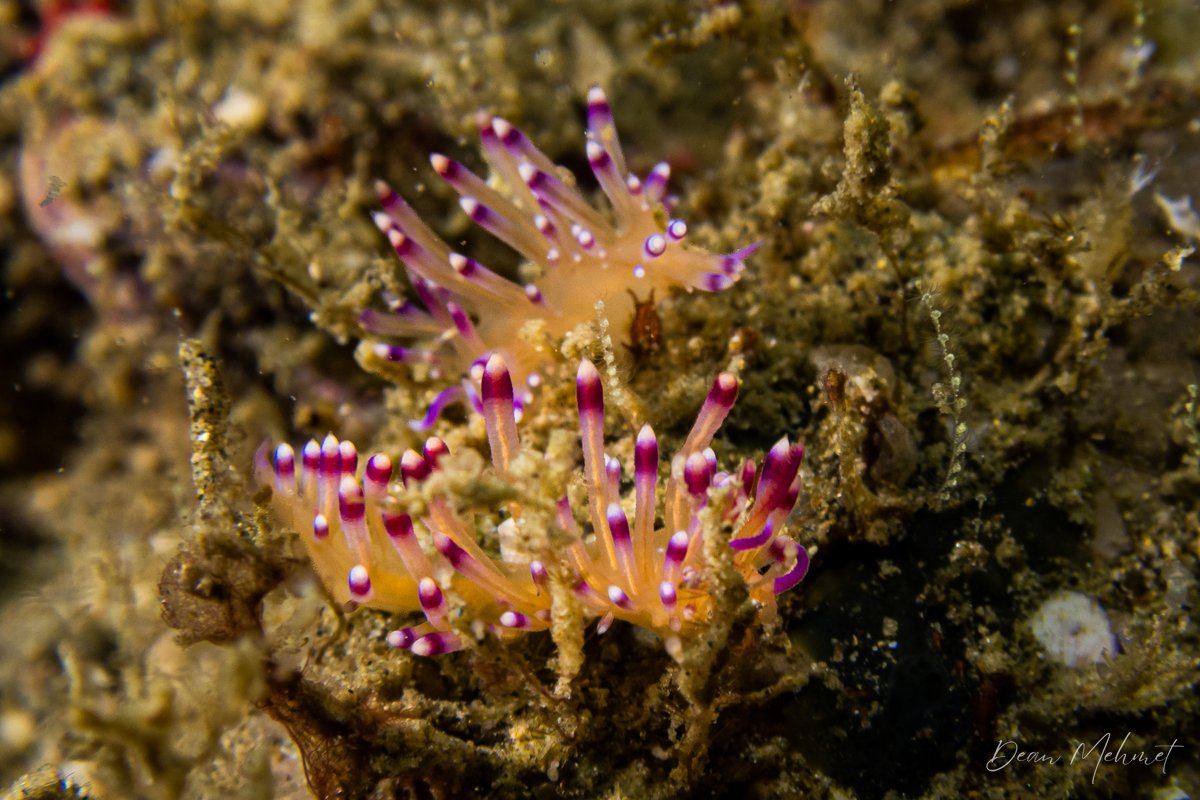 Coryphellina lotos hero image