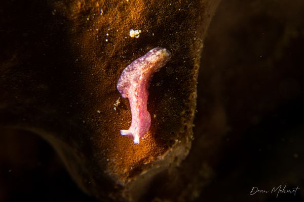 Pseudoceros goslineri