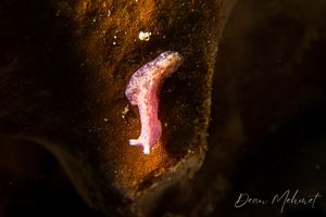 Pseudoceros goslineri