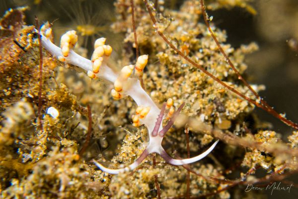 Samla riwo - Ambon - 15 September 2026 - Dive 1 - Air Manis