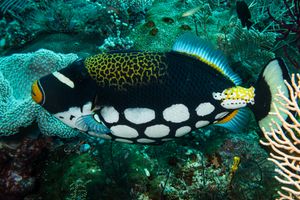 Clown Triggerfish