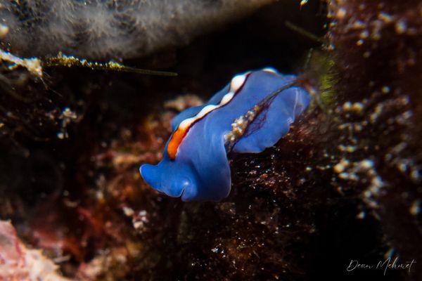 Racing Stripe Flatworm