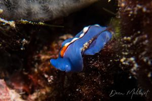 Racing Stripe Flatworm