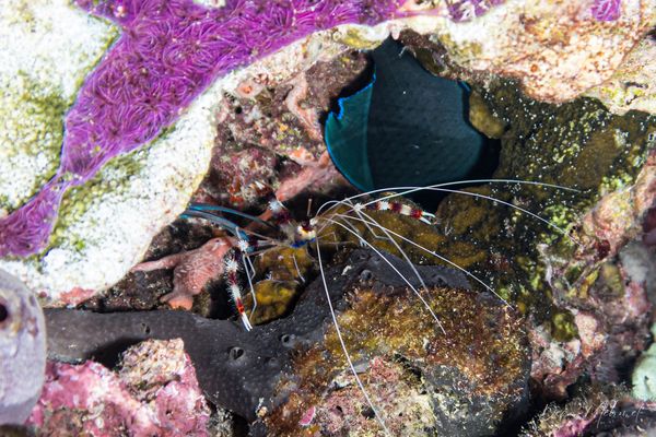Banded Coral Shrimp - Photo 7