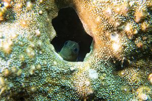 Midas Combtooth Blenny