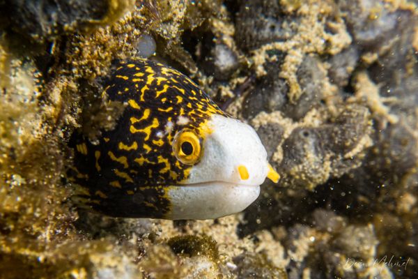 Snowflake Moray - Ambon - 15 September 2026 - Dive 1 - Air Manis