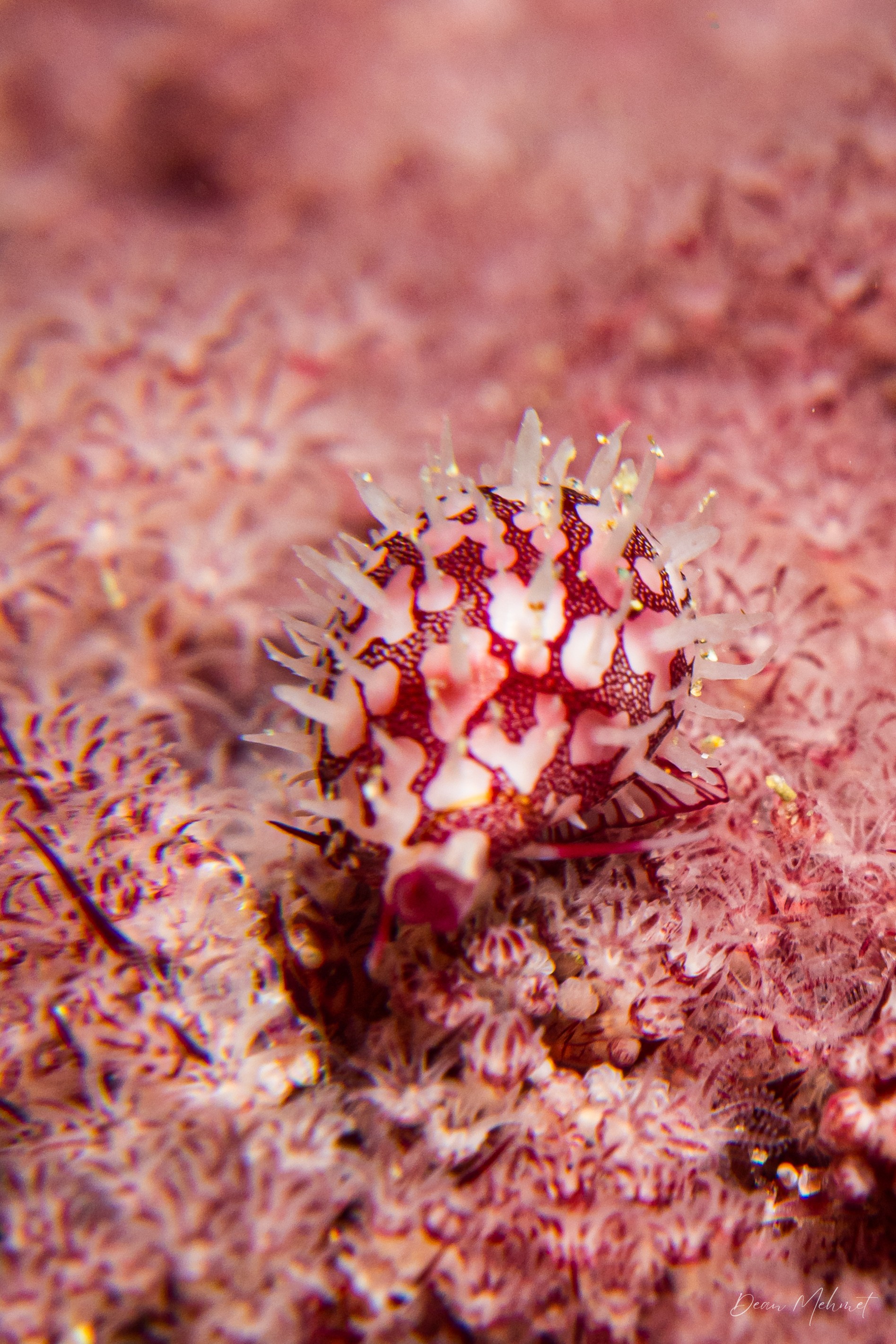 Ridged Egg Cowry