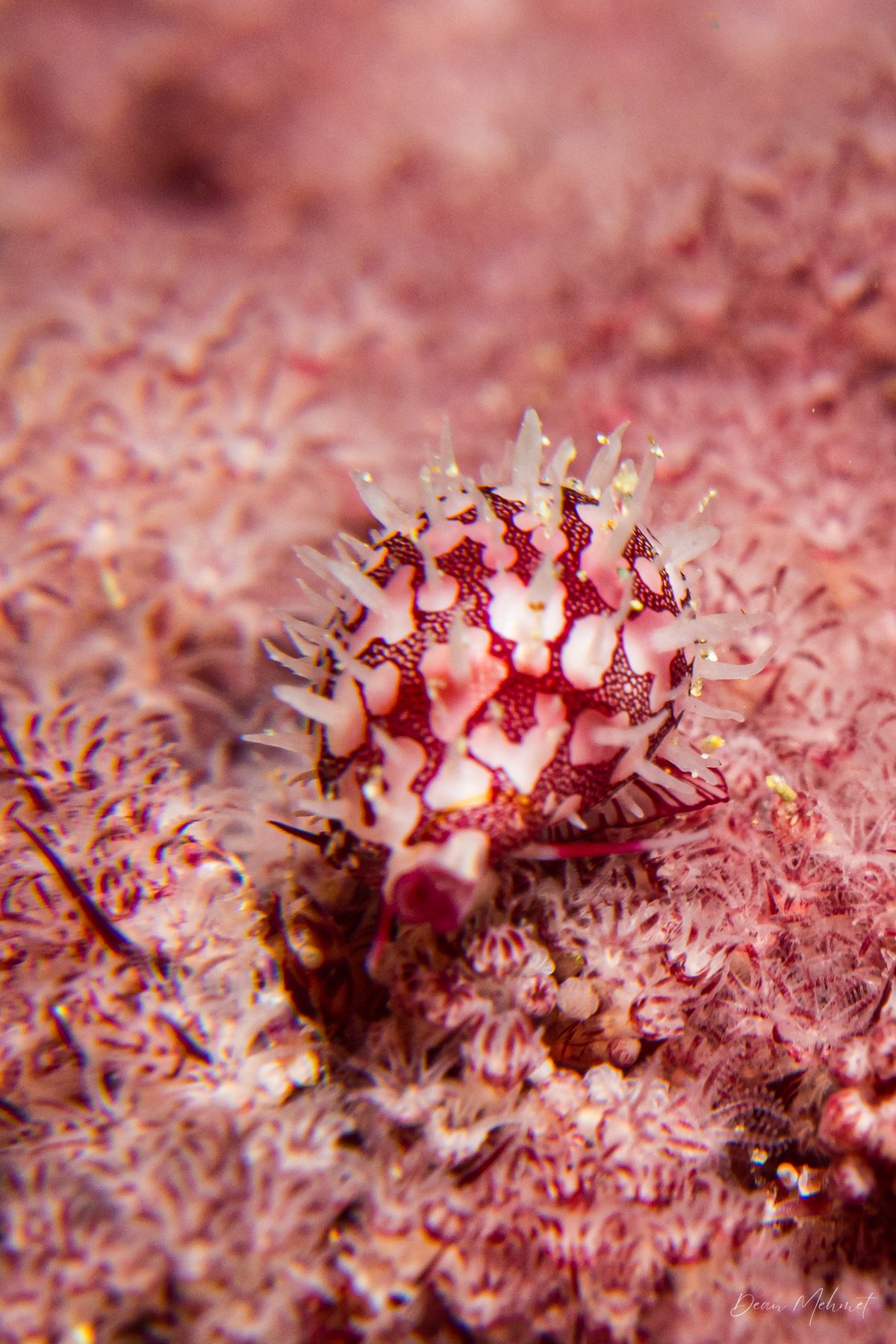Ridged Egg Cowry hero image