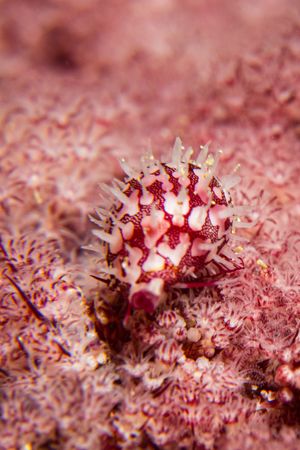 Ridged Egg Cowry